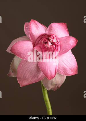 Fiore rosa di loto su sfondo nero Foto Stock