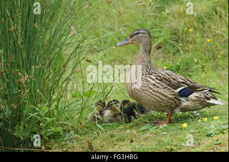 Mamma orgogliosa a guardare oltre i suoi anatroccoli Foto Stock