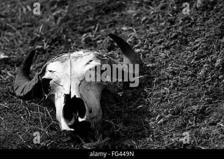 Cranio di pecora su una collina in bianco e nero. Un teschio cornuto giace su erba corta nella parte anteriore delle rocce Foto Stock