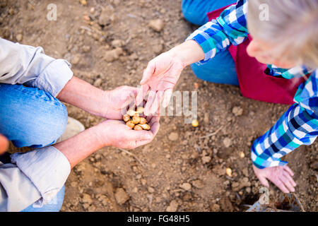 Close up, irriconoscibile coppia senior piantare cipolle in fila Foto Stock