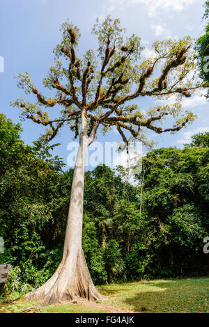 Maya di Ceiba tree, Tikal, Guatemala Foto Stock