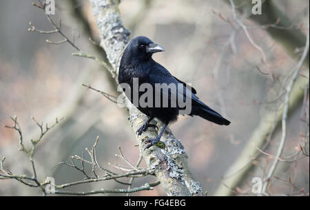 Grande black bird il Carrion Crow appollaiato su un ramo di albero. Foto Stock