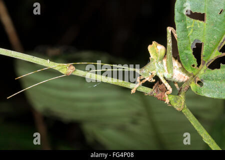 Foglia verde mimare katydid nascosto in una bussola, provincia di Pastaza, Ecuador Foto Stock