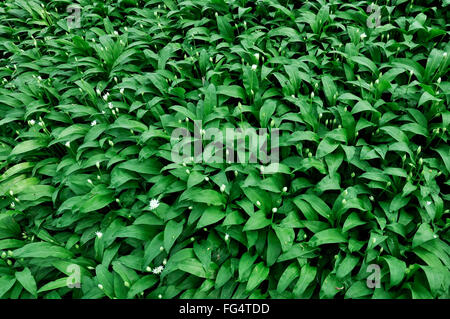 Massa di aglio selvatico (Ramsons, Allium Ursinum) in un bosco inglese in primavera. Foto Stock