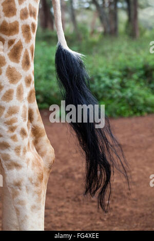 Giraffe reticolate (Giraffa camelopardalis reticulata). Zampa posteriore sinistra e luce di coda, un 'volare frusta". Foto Stock