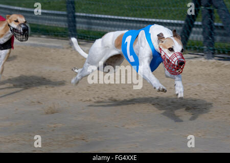 Windhundrennen, EM 2015 Hünstetten, Deutschland, Europa / Greyhound Racing, EM 2015 Hünstetten , Germania, Europa Foto Stock