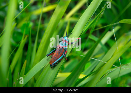 Schiuma koppie grasshopper Dictyophorus spumans o rooibaadjie Natal Sud Africa Foto Stock