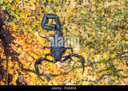 Ecuadoriana scorpione nero (Tityus asthenes) su una foresta pluviale tronco di albero in Amazzonia ecuadoriana Foto Stock