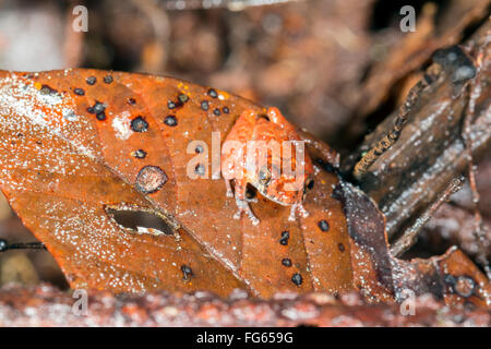 Arancio-groined pioggia (rana Pristimantis croceoinguinis) nel sottobosco della foresta pluviale, provincia di Pastaza, Ecuador Foto Stock