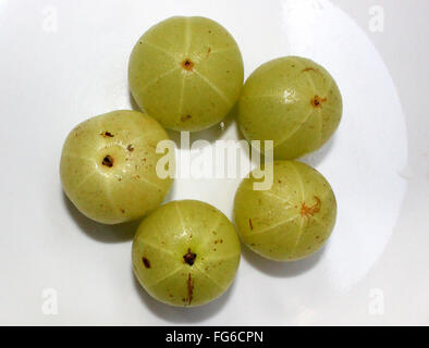 Phyllanthus emblica, Myrobalan, indiano, uva spina frutti carnosi con pietra, consumato fritto, in sottaceti, medicinali Foto Stock