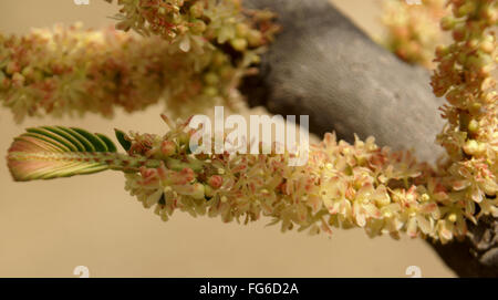 Phyllanthus emblica, Myrobalan, indiano, uva spina frutti carnosi con pietra, consumato fritto, in sottaceti, medicinali Foto Stock