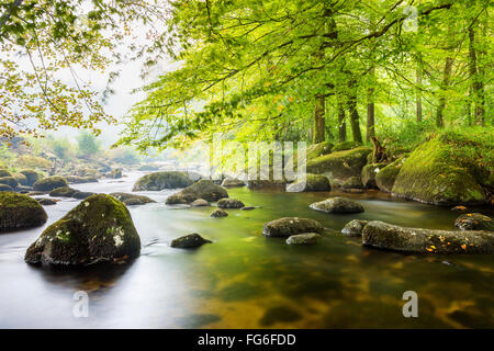 L'Oriente Dart River attraverso boschi a Dartmeet nel Parco Nazionale di Dartmoor, Devon, Inghilterra, Regno Unito, Europa. Foto Stock