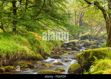 L'Oriente Dart River attraverso boschi a Dartmeet nel Parco Nazionale di Dartmoor, Devon, Inghilterra, Regno Unito, Europa. Foto Stock