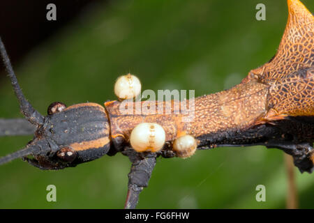 Stick insetto (Pseudophasma bispinosa) con tre attaccato dipteran ectoparassiti, loro addome mangiato troppo con il sangue Foto Stock