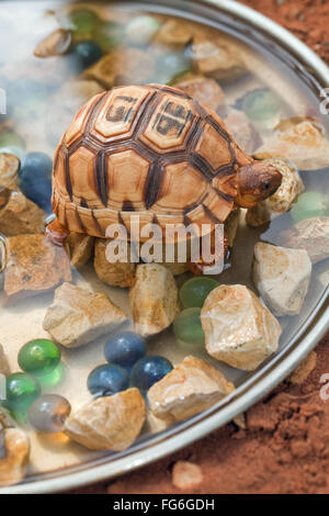 Vomere tartaruga (Astrochelys yniphora). I capretti. Vetro colorato marmi poste in acqua per attirare baby tartarughe di bere Foto Stock