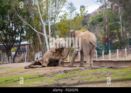 Due elefanti giocare lotta al San Diego Zoo Safari Park in California. Foto Stock