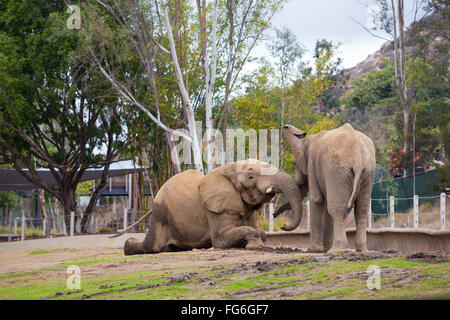 Due elefanti giocare lotta al San Diego Zoo Safari Park in California. Foto Stock