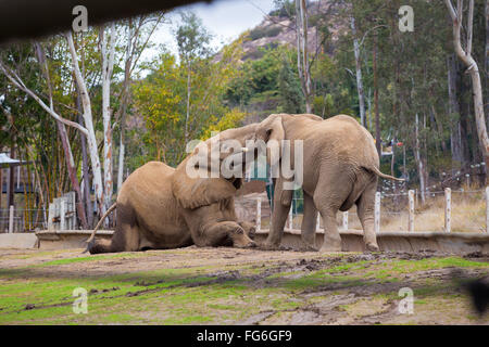 Due elefanti giocare lotta al San Diego Zoo Safari Park in California. Foto Stock