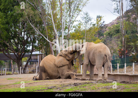 Due elefanti giocare lotta al San Diego Zoo Safari Park in California. Foto Stock