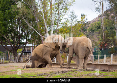 Due elefanti giocare lotta al San Diego Zoo Safari Park in California. Foto Stock