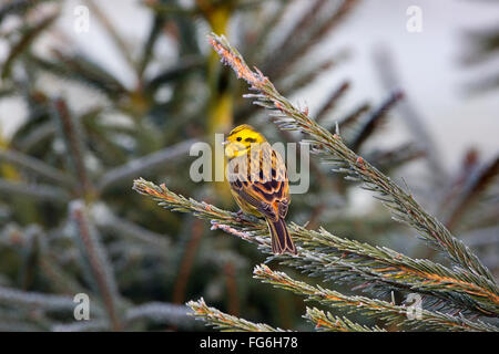 Zigolo giallo Emberiza citinella arroccato su di conifera su un gelido inverno mattina Foto Stock