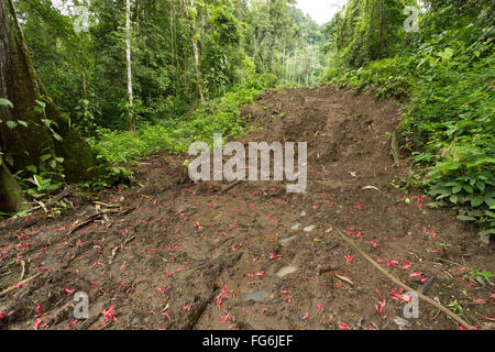 Nuova strada bulldozer attraverso la foresta pluviale in Ecuador. La costruzione di strade porta la colonizzazione e la deforestazione per il bacino amazzonico. Foto Stock