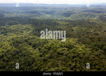 Vista aerea della pianura della foresta pluviale amazzonica nella provincia di Pastaza, Ecuador Foto Stock