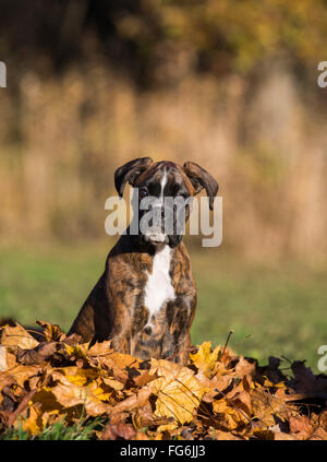 Boxer cucciolo seduto in foglie di autunno Foto Stock