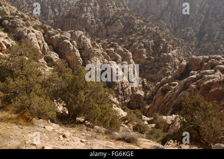Albero di ginepro e formazioni rocciose in Dana Riserva della Biosfera, Giordania Foto Stock