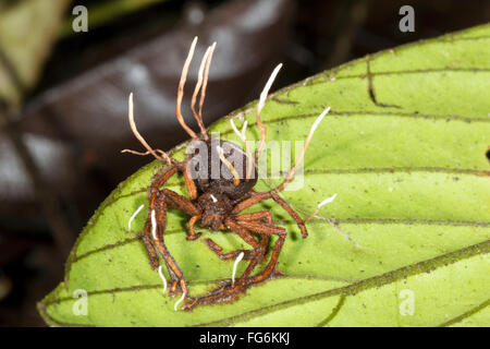 Corpi fruttiferi di Cordyceps funghi che crescono al di fuori di un ragno infestati in Amazzonia ecuadoriana Foto Stock