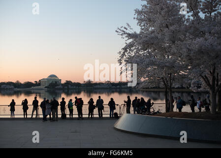 WASHINGTON DC: I fiori di ciliegio fioriscono lungo il bacino delle maree, dove visitatori e fotografi si riuniscono all'alba per vedere il Jefferson Memorial in lontananza. Questi alberi fioriti, originariamente un dono del Giappone nel 1912, sono al centro dell'annuale National Cherry Blossom Festival. Foto Stock