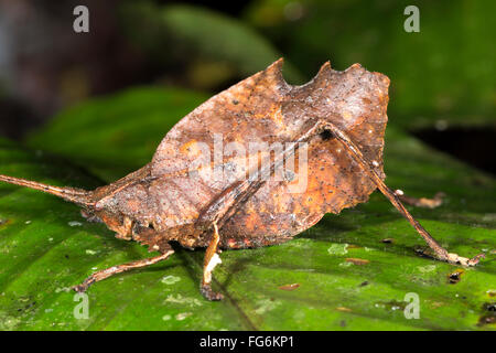 Leaf mimare katydid (Typhophyllum sp. famiglia Tettigoniidae) seduto su una foglia nella foresta pluviale sottobosco, Ecuador Foto Stock