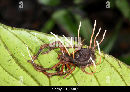 Corpi fruttiferi di Cordyceps funghi che crescono al di fuori di un ragno infestati in Amazzonia ecuadoriana Foto Stock