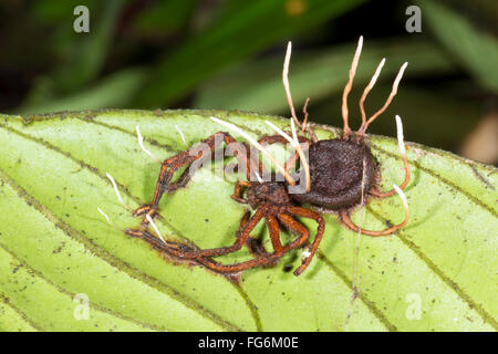 Corpi fruttiferi di Cordyceps funghi che crescono al di fuori di un ragno infestati in Amazzonia ecuadoriana Foto Stock