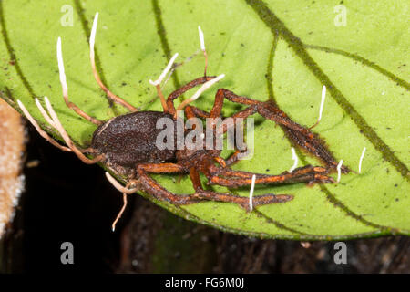 Corpi fruttiferi di Cordyceps funghi che crescono al di fuori di un ragno infestati in Amazzonia ecuadoriana Foto Stock