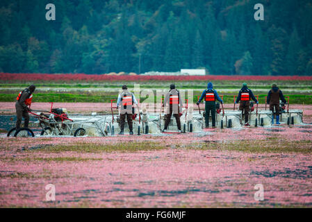 La raccolta di mirtilli rossi; Pitt Prati, British Columbia, Canada Foto Stock