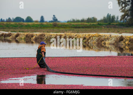 La raccolta di mirtilli rossi; Pitt Prati, British Columbia, Canada Foto Stock