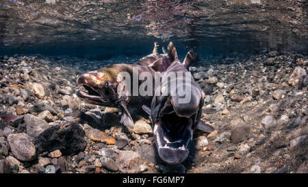 Voce maschile Coho Salmoni (Oncorhynchus kisutch) risponde alla femmina di indagine da schiusi, vista subacquea in un Alaskan stream durante l'autunno. Foto Stock