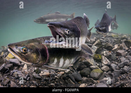 Un salmone rosa (Oncorhynchus Gorbuscha) Sneaker Male Courts Una femmina che costruì la sua Redd mentre l'Alpha Male è via combattendo in un'Intertida... Foto Stock