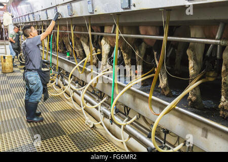 Mungitori frequentando il Holsteins in automatico una sala mungitura; Grantsburg, Wisconsin, Stati Uniti d'America Foto Stock