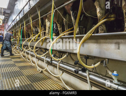 Mungitori frequentando il Holsteins in automatico una sala mungitura; Grantsburg, Wisconsin, Stati Uniti d'America Foto Stock