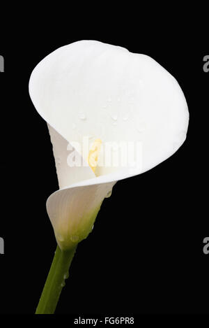 Close up white arum o Calla Lily (Zantedeschia aethiopica) coperto di goccioline di acqua contro uno sfondo nero; Londra, Inghilterra Foto Stock