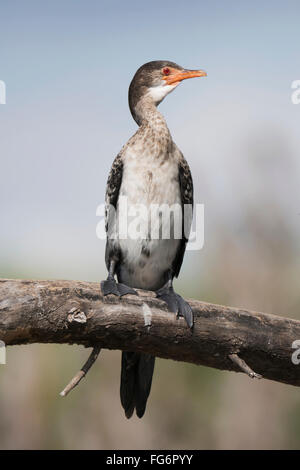 Un Cormorante a coda lunga (Phalacrocorax Africanus) con occhi rossi e piume bianche e nere è appollaiato su un ramo con le sue ali piegate, contro ... Foto Stock