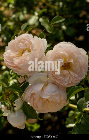 Rosa WILDEVE , rose, David Austin, inglese, Foto Stock