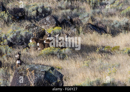 Allevamento di mulo o Blacktail deer nella spazzola Foto Stock