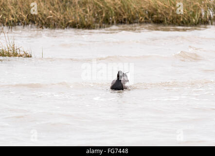 Un Brent Goose nuoto come la marea avanza a Leigh on Sea Foto Stock