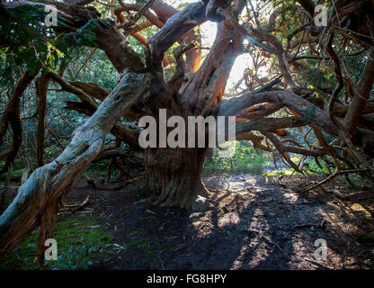 Kingley Vale West Sussex bosco antico yew alberi Foto Stock