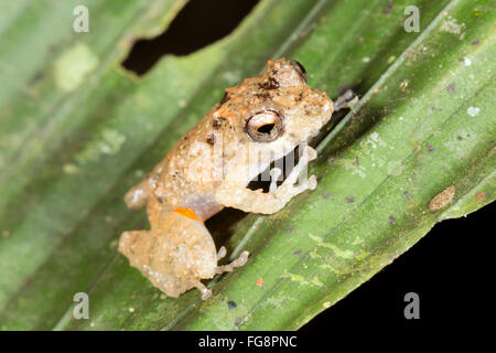 Arancio-groined pioggia (rana Pristimantis croceoinguinis) nel sottobosco della foresta pluviale, provincia di Pastaza, Ecuador Foto Stock