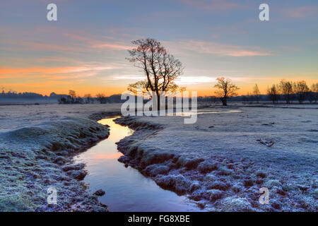 Longwater Prato; nuova foresta; Lyndhurst; Hampshire; Inghilterra; Foto Stock