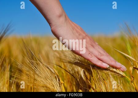 Mano nel campo di grano Foto Stock